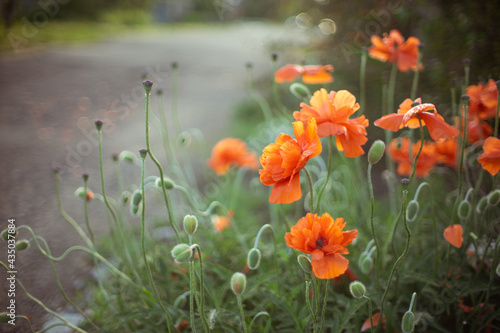 Fluffy orange poppy flowers in spring garden