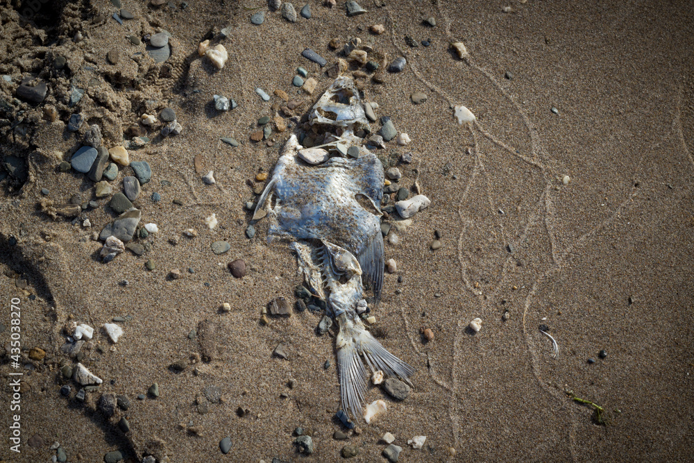 Dead rotten fish on the sand. Seaside. Environmental disaster. Fish bones. Water pollution on the beach. Dead rotten fish on the sand. Seaside. Environmental disaster. Fish bones. Water pollution on the beach.