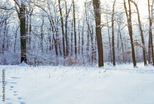 Forest in winter © Julius Fekete