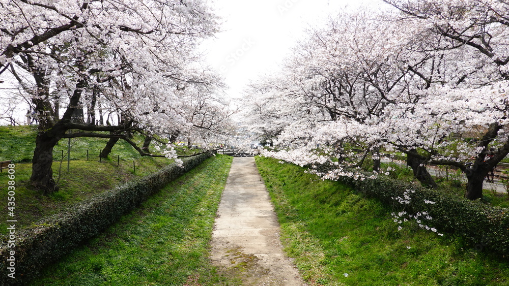 埼玉県幸手市　権現堂堤の桜並木と菜の花　4435