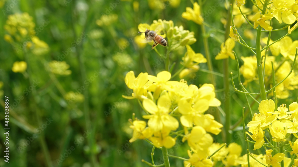 菜の花から飛び立つミツバチ　4493-2