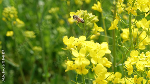菜の花から飛び立つミツバチ 4493-2