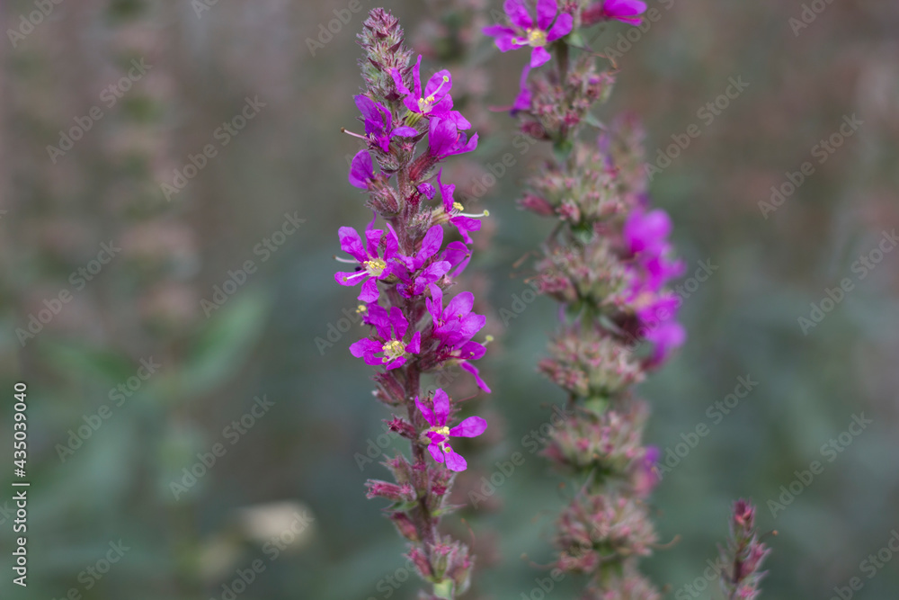 Selective focus on decorative lavender flowers, blurry background, beautiful purple background, close-up. Selective focus on decorative lavender flowers, blurry background, beautiful purple background, close-up.
