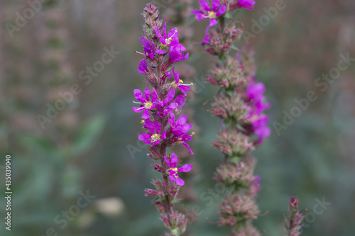 Selective focus on decorative lavender flowers  blurry background  beautiful purple background  close-up.