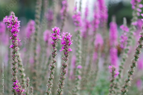 Selective focus on lavender flowers, blurry background, beautiful purple background.