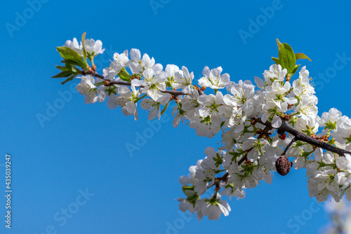 A branch of a blooming thorn tree illuminated by the spring sun against the blue sky.