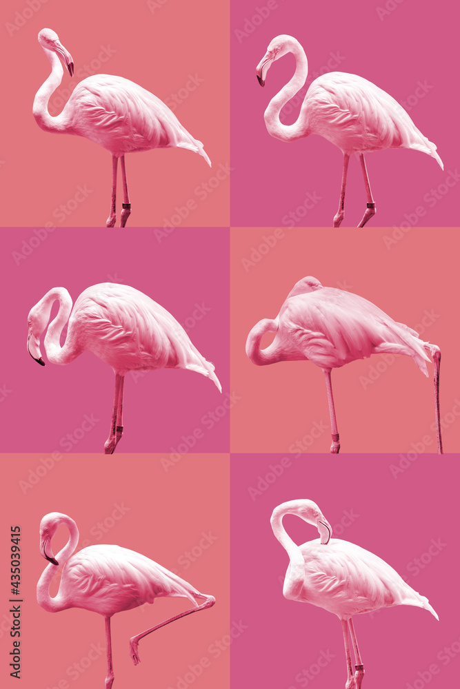 Obraz premium Flamingos of various postures