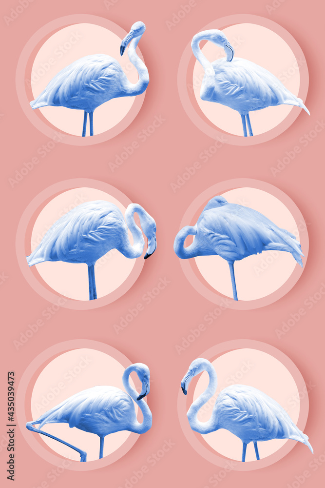 Flamingos of various postures Flamingos of various postures