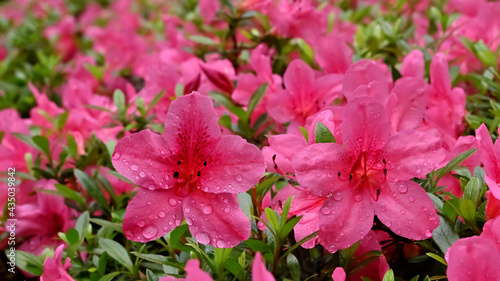 Azalea flowers(雨上がりのツツジの花)