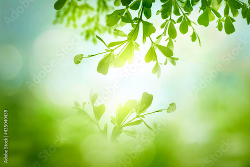 World environment day concept: green grass and blue sky abstract background with bokeh