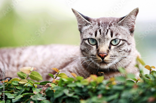 Wallpaper Mural Lovely gray cat sitting at outdoor Torontodigital.ca