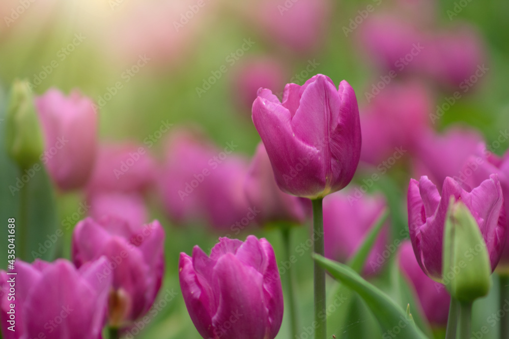 Lush purple tulip field on blurred sunny spring background, flower garden, beautiful natural springtime scene, selective focus, copy space for text