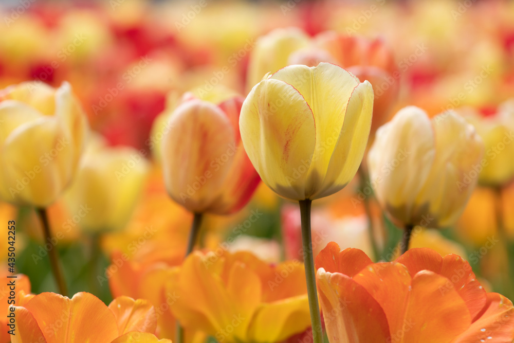 Closeup of lush blooming tulip field on blurred background, bright spring flower garden, red, orange, yellow, beautiful natural springtime scene with selective focus Closeup of lush blooming tulip field on blurred background, bright spring flower garden, red, orange, yellow, beautiful natural springtime scene with selective focus