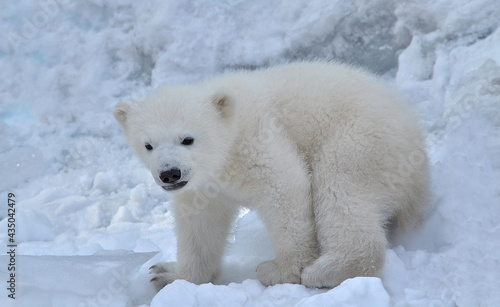 polar bear in the snow