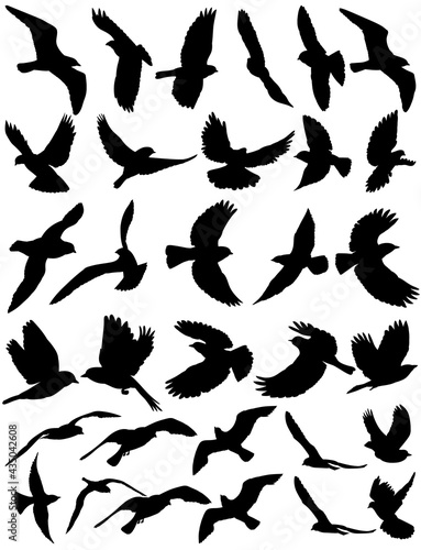 flying bird black silhouette  set  vector  isolated