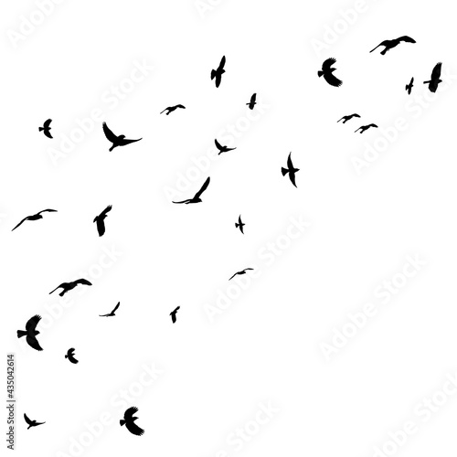 flying bird black silhouette, flock © zolotons