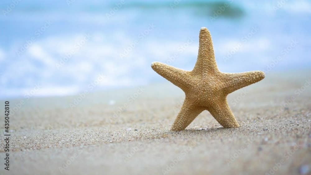 Starfish on the beach on a sunny day Starfish on the beach on a sunny day