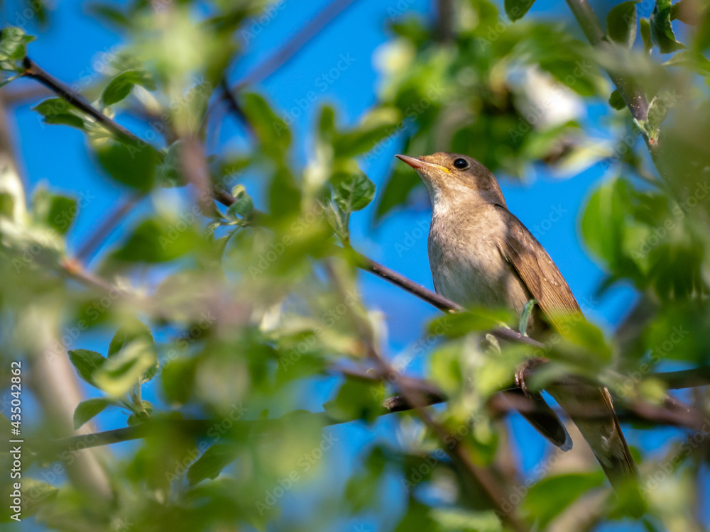 Nightingale singing on a tree. Bird sings a song. Songbird singing on a green tree Nightingale singing on a tree. Bird sings a song. Songbird singing on a green tree