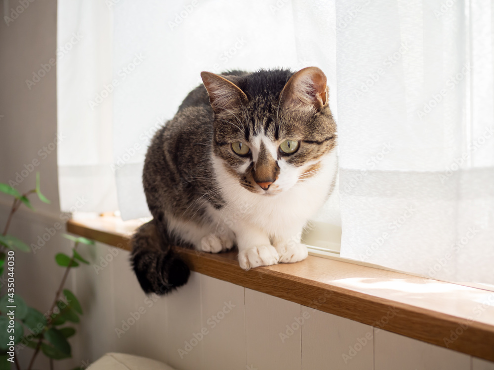 窓枠に座る猫