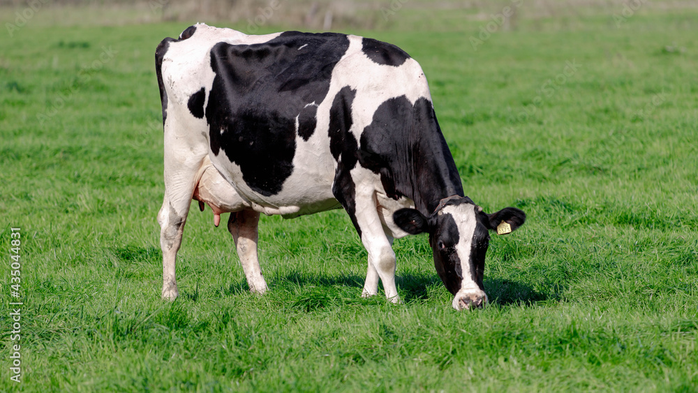 Black and white Dutch cow standing and eating grass on the green meadow, Open farm with dairy cattle on the field in countryside farm, Netherlands.