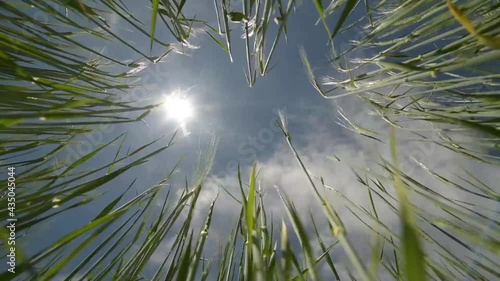 Grass swaying in the wind with the background of sky and sun