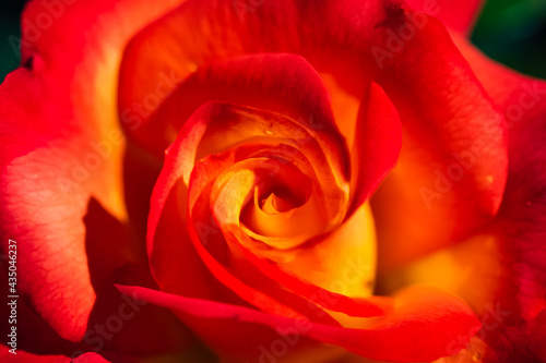 Rosa rossa e arancione fiore amore macro san valentino