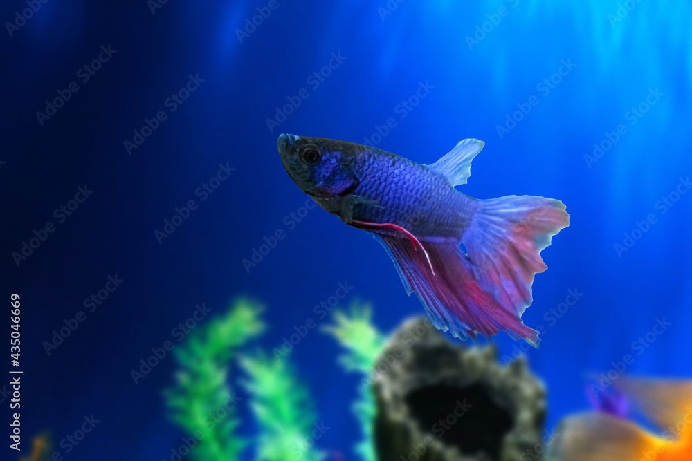 Obraz premium Water Animal Concept: Betta fish underwater in aquarium against a backdrop of green algae. Betta Splendens. Multi-Color Fancy Siamese Fighting Fish. Blue Red Purple Betta. Suitable For Background.