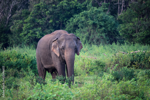 Wild elephant in natural park in Sri Lanka 