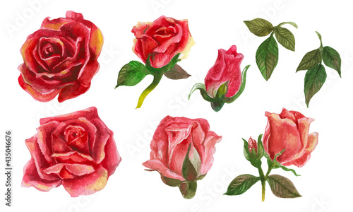 Set of rose watercolor elements. Vector illustration.