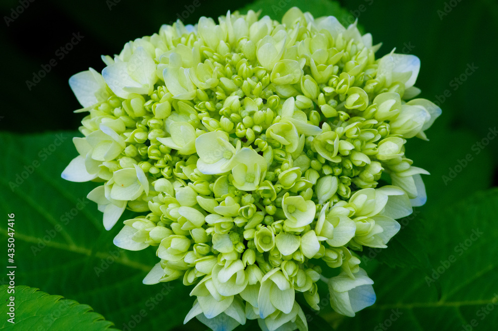 庭のガーデニングでさくブルーと薄い緑のコアジサイの花。日本原産の可愛い花。緑色の紫陽花の花言葉は「ひたむきな愛」 庭のガーデニングでさくブルーと薄い緑のコアジサイの花。日本原産の可愛い花。緑色の紫陽花の花言葉は「ひたむきな愛」