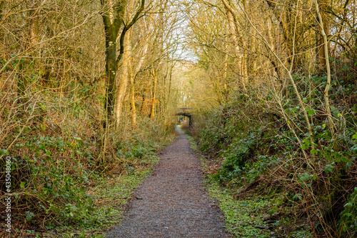 Woodland trail along the old Dumfries and Galloway Railway line, Scotland photo