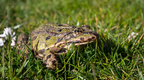 Green frog on a lawn