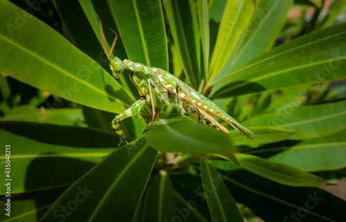 Blepharopsis Mendica Thistle Mantis Flower Mantis