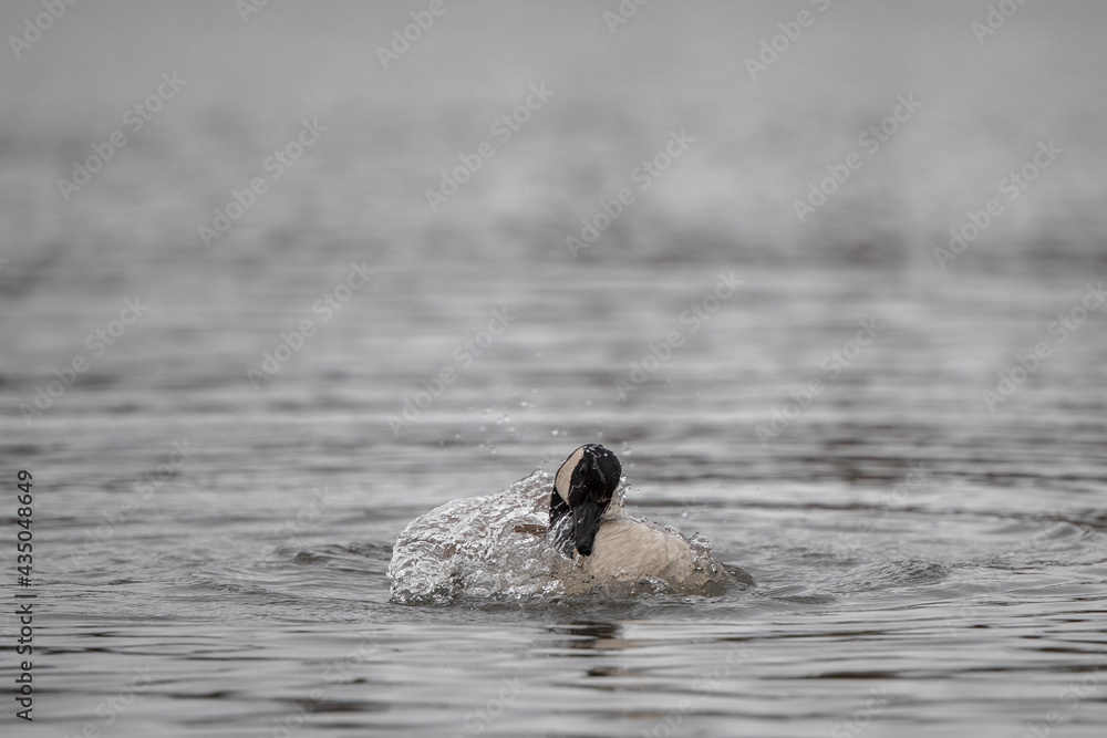 Fototapeta premium Eine Kanadagans beim Baden