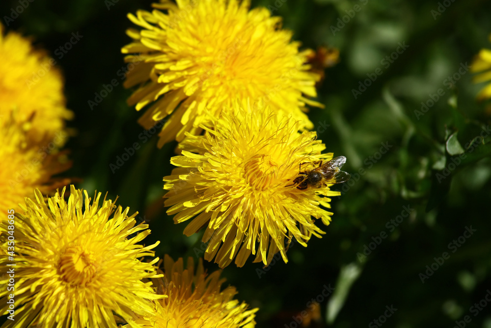 Bee on dandelion Bee on dandelion