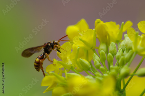 菜の花畑に蜂が飛んできて止まる瞬間。マクロレンズでクローズアップ撮影 photo