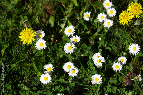 Daisies in the grass