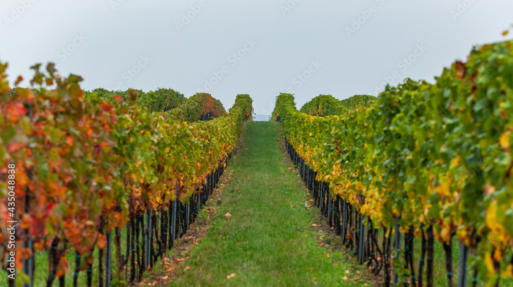 autumn vineyard rows