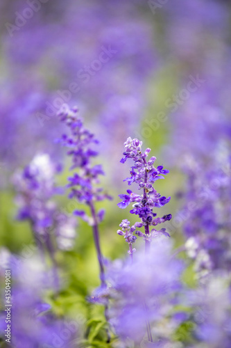 Purple lavender in full bloom © Mulin