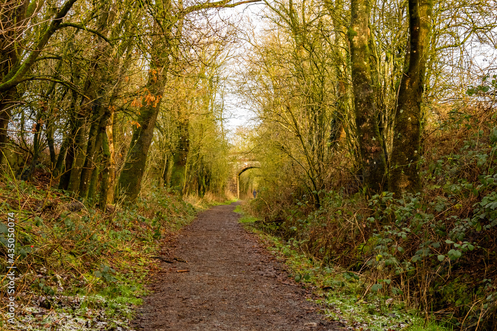 Fototapeta premium Woodland trail along the old Dumfries and Galloway Railway line, Scotland