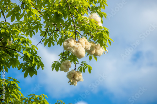 Different kapok falling in summer