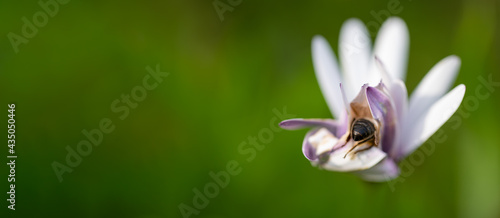 Bee taking nectar from the flower with text space