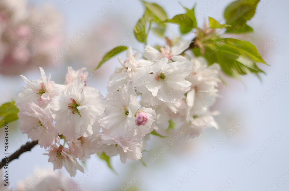 Closeup shot of sakura white flowers with leaves on branch, cherry blossoms in spring