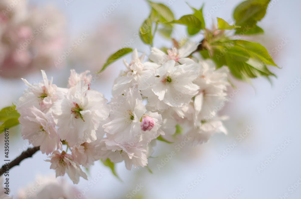 Closeup shot of sakura white flowers with leaves on branch, cherry blossoms in spring Closeup shot of sakura white flowers with leaves on branch, cherry blossoms in spring