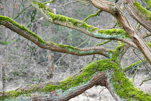 Moosbewachsene Äste und Zweige eines Baums