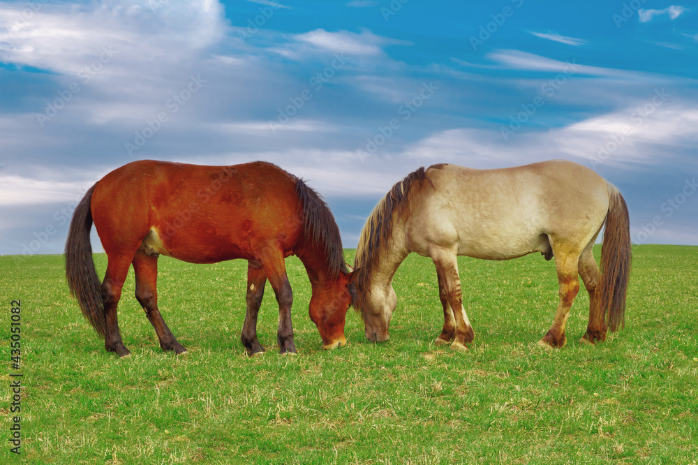 New Forest stallions on a green field with blue sky and white clouds. couple beautiful new forest ponies grazing, horses communicate head to head, on cloudscape.