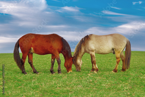 New Forest stallions on a green field with blue sky and white clouds. couple beautiful new forest ponies grazing, horses communicate head to head, on cloudscape.