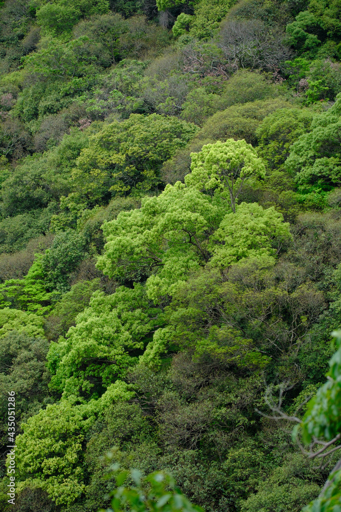 新緑の森の緑。濃い緑と薄い緑のグラデーションが美しい