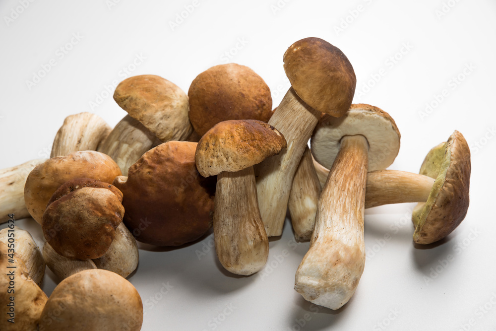 Freshly picked porcini mushrooms. Boletus with a brown hat. Freshly picked porcini mushrooms. Boletus with a brown hat.