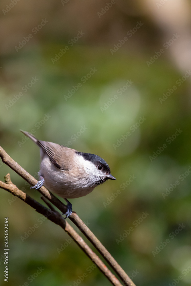 Naklejka premium Sumpfmeise (Parus palustris)